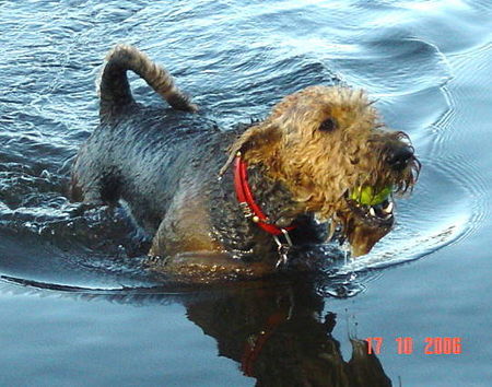 Airedale-Terrier >>>>>> durch's nasse Element >>>>>>>