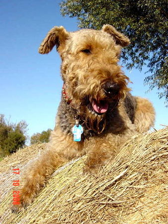 Airedale-Terrier >>>>>> zum Trocknen auf's Stroh ......Inka