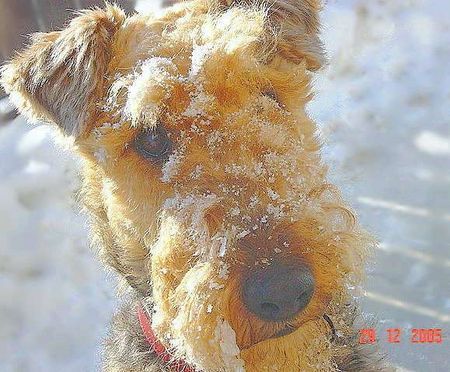 Airedale-Terrier Das von Gerd Siegel von Inka eingestellte Foto bitte ich herauszunehmen, da ich seit Sept. 2005 Besitzer von Inka bin.