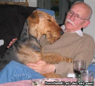 Airedale-Terrier Bei Dir bin ich zuhause