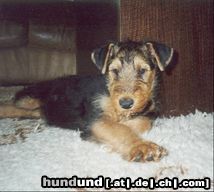 Airedale-Terrier Lara 11 Wochen