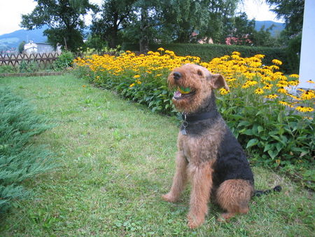 Airedale-Terrier Ich bin Lord, der Beste!!!