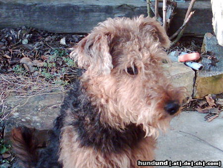 Airedale-Terrier