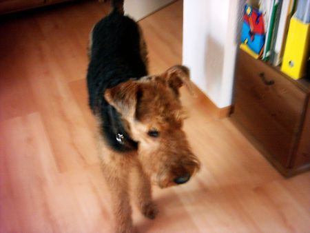 Airedale-Terrier