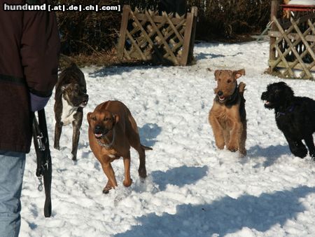 Airedale-Terrier Mit meinen Freunden auf winterlicher Jagd