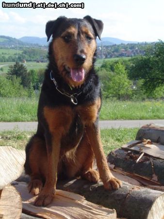 Airedale-Terrier Ronja (Airedale Terrier - Rottweiler)