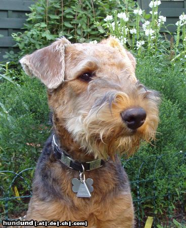 Airedale-Terrier Kilian von Sarmatmeer