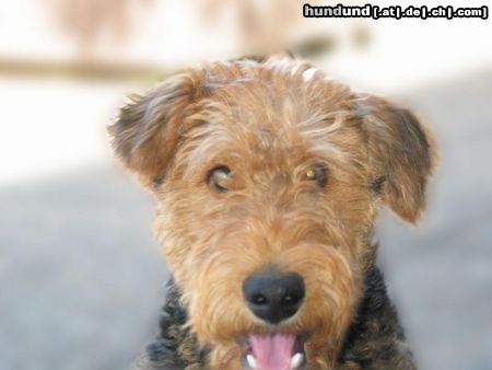 Airedale-Terrier