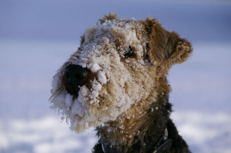 Airedale-Terrier Zita (11 1/2)