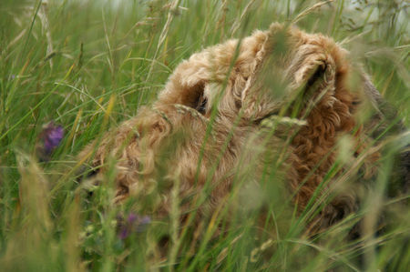 Airedale-Terrier Zita im Glück