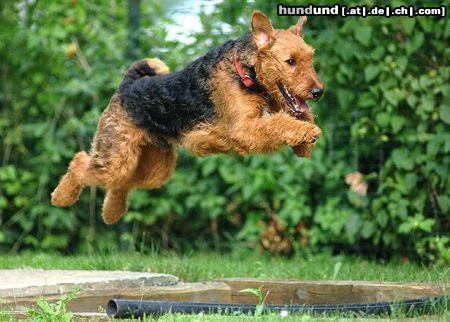 Airedale-Terrier Addy in der BH1 Ausbildung PSV-Salzburg