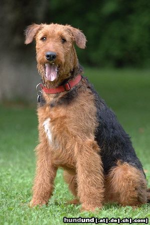 Airedale-Terrier Addy vom Roßstein