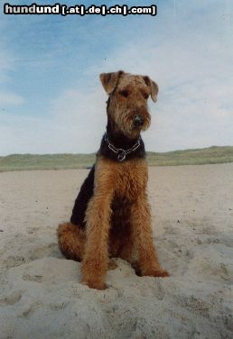 Airedale-Terrier Leene auf Texel