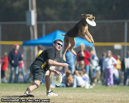 Airedale-Terrier Frisbee Dogs aus Amerika