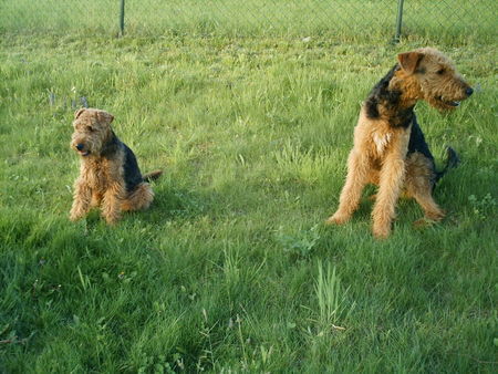 Airedale-Terrier Jäger unter sich 