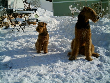 Airedale-Terrier Schneemänner