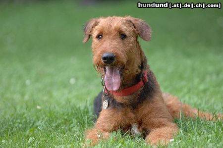 Airedale-Terrier Addy vom Roßstein