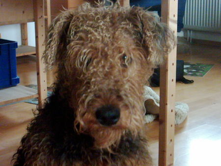 Airedale-Terrier etwas verwildert...