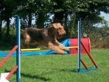 Airedale-Terrier Agility macht auch Spaß! Impression Of My Mind ( Impy ) / Zwinger Of Impy`s Garden