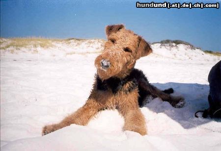 Airedale-Terrier Lara der Sandwurm