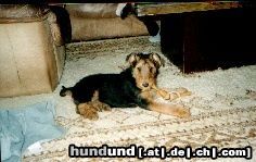 Airedale-Terrier Lara 11 Wochen