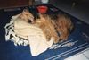 Airedale-Terrier Hund