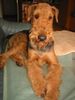 Airedale-Terrier Hund