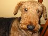 Airedale-Terrier Hund