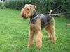 Airedale-Terrier Hund