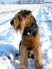 Airedale-Terrier Hund