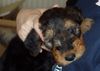 Airedale-Terrier Hund