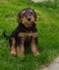 Airedale-Terrier Hund