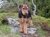 Airedale-Terrier Hund