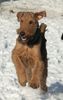 Airedale-Terrier Hund