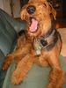 Airedale-Terrier Hund