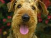 Airedale-Terrier Hund