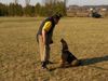 Airedale-Terrier Hund