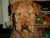 Airedale-Terrier Hund