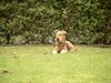 Airedale-Terrier Hund