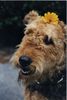 Airedale-Terrier Hund