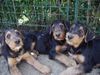 Airedale-Terrier Hund