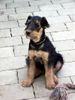 Airedale-Terrier Hund