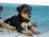 Airedale-Terrier Hund