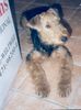 Airedale-Terrier Hund