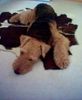 Airedale-Terrier Hund