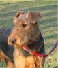 Airedale-Terrier Hund