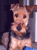 Airedale-Terrier Hund