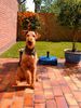 Airedale-Terrier Hund