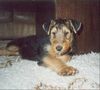 Airedale-Terrier Hund