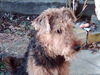 Airedale-Terrier Hund